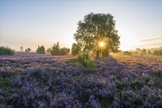 Heath landscape, flowering common heather (Calluna vulgaris), birch (Betula), at sunrise in the