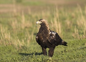 Iberian Eagle, Spanish Imperial Eagle (Aquila adalberti), Extremadura, Castilla La Mancha, Spain,