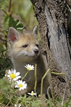 Red fox (Vulpes vulpes), young fox 5 weeks old