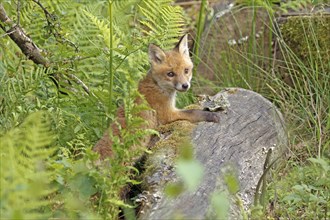 Red fox (Vulpes vulpes), A fox cub lies on a tree trunk in the forest