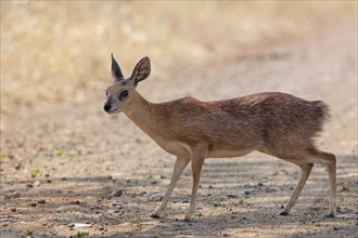 Sharpe's grysbok (Raphicerus sharpei), adult female standing on dirt road, alert, Kruger National