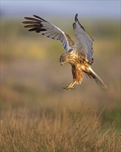 Western marsh-harrier (Circus aeruginosus) medium-sized bird of prey, male, hunting in reeds,