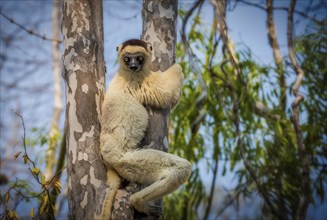 Lemur, larval sifaka (Propithecus verauxi) in the dry forests of Kirindy in western Madagascar