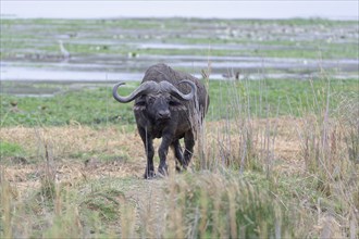 Cape buffalo (Syncerus caffer caffer), adult male walking on the banks of the Letaba River, Kruger