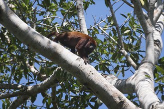 Colombian red howler monkey, Alouatta seniculus, in a tree, Amazon basin, Brazil, South America