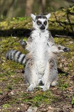 Ring-tailed lemur (Lemur catta), sunbathing, France, Europe