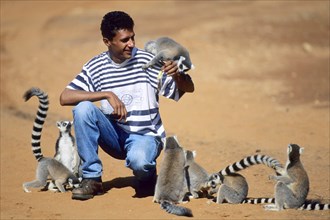 Crown sifaka, Madagascar, Coquerels crown sifaka, Prophitecus verreauxi coquereli, Madagascar,