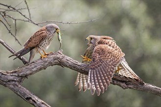 Common kestrel (Falco tinnunculus) handing over prey, male and female, pair, handing over food,