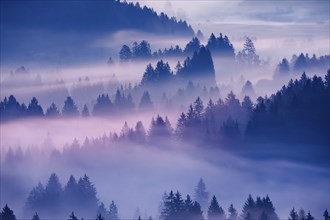 Fog and forest in OberÃ¤geri in the canton of Zug, Switzerland, Europe