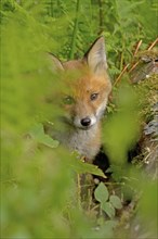 Red fox (Vulpes vulpes), A young fox hiding in the green with a focussed gaze