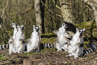 Ring-tailed lemur (Lemur catta), sunbathing, France, Europe