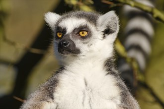 Ring-tailed lemur (Lemur catta), portrait, occurrence Madagascar, captive, North Rhine-Westphalia,