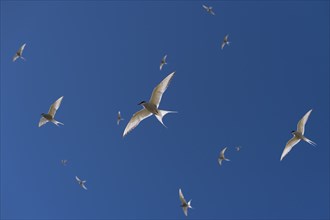 Arctic terns (Sterna paradisea) in flight, Reykjanes, Iceland, Europe