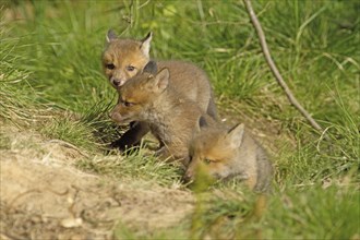 Red fox (Vulpes vulpes), Two young foxes playing in a sunny meadow