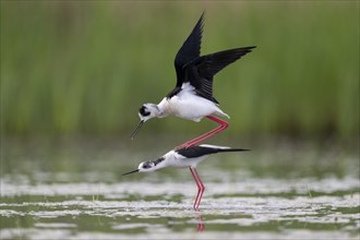 Black-winged Black-winged Stilt (Himantopus himantopus), couple making love in the water,