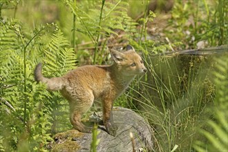 Red fox (Vulpes vulpes), A young fox stands on a tree trunk surrounded by green forest