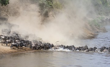 Africa, Wildebeest migration in Kenya, Masai Mara, Wildebeest herd crosses river