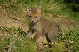 Red fox (Vulpes vulpes), A young fox cub explores its surroundings in a meadow