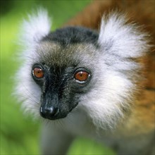 Crown sifaka, Madagascar, Coquerels crown sifaka, Prophitecus verreauxi coquereli, Madagascar,