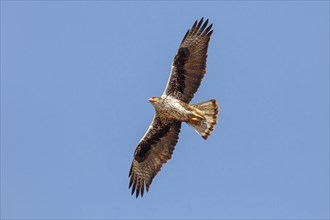 Bonelli's eagle (Hieraaetus fasciatus), Aigle de Bonelli, Ãguila-azor Perdicera, Tawi Atayr,