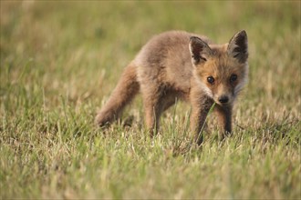 Red fox (Vulpes vulpes) Young fox on mown meadow, AllgÃ¤u, Bavaria, Germany, Europe