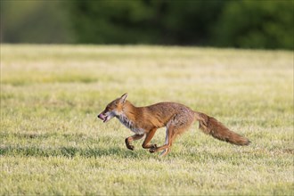 Solitary red fox (Vulpes vulpes) running through freshly mowed meadow, cut grassland in summer