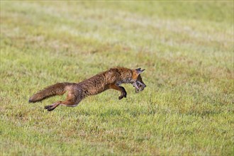 Red fox (Vulpes vulpes) hunting with mouthful of mice leaping through the air in freshly mowed