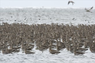 Eurasian curlew (Numenius arquata), resting troop on the mudflats during autumn migration off the