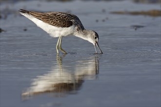 Common greenshank (Tringa nebularia), animal foraging in the water, Lower Saxon Wadden Sea National