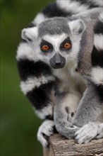 Ring-tailed lemur (Lemur catta), captive, occurring in Madagascar, Malaysia, Asia