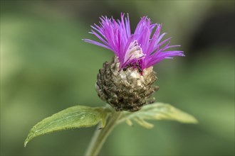 Psephellus dealbatus (Centaurea dealbata), flower, with two ants (Formicidae), Baden-Württemberg,