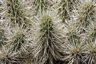 Cactus (Cylindropuntia tunicata), Funchal Botanical Garden, Jardim Botanico, Madeira, Portugal,