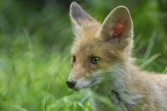 Red fox (Vulpes vulpes), young, puppy, portrait, captive, Germany, Europe