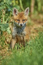 Red fox (Vulpes vulpes), young animal at the edge of a field, Hesse, Germany, Europe