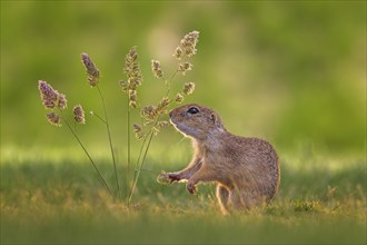 European ground squirrel (Spermophilus citellus) foraging for food, eating grass seeds, curious and