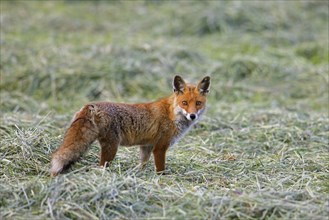 Solitary red fox (Vulpes vulpes) hunting mice in freshly mowed meadow, cut grassland in summer