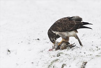 Common Buzzard (Buteo buteo) feeding on dead hare in the snow in winter, the Netherlands