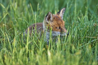 Red fox (Vulpes vulpes), young in meadow, morning dew, Hesse, Germany, Europe