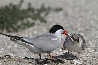 Common Tern (Sterna hirundo), feeding a juvenile, adult bird giving fish to a juvenile, Lower Saxon