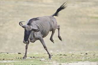 Blue wildebeest (Connochaetes taurinus) running in the dessert, captive, distribution Africa