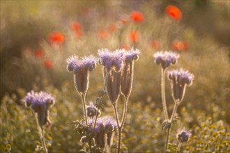 (Phacelia) (Papaveraceae), Otterswang, Pfullendorf, Linzgau, Baden-Württemberg, Germany, Europe