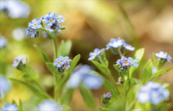 Blue flowers of the forget-me-not (Myosotis), Bavaria, Germany, Europe