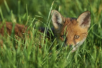 Red fox (Vulpes vulpes), young animal in meadow, portrait, Hesse, Germany, Europe