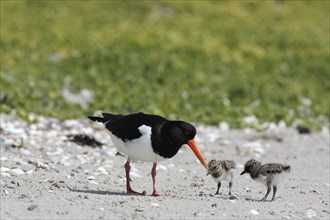 Eurasian oystercatcher (Haematopus ostralegus), adult bird with two chicks on the beach, Lower