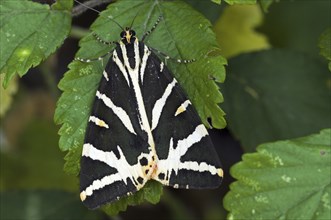 Jersey Tiger (Euplagia quadripunctaria) (Phalaena quadripunctaria) on leaf