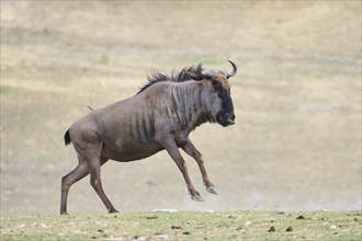 Blue wildebeest (Connochaetes taurinus) running in the dessert, captive, distribution Africa