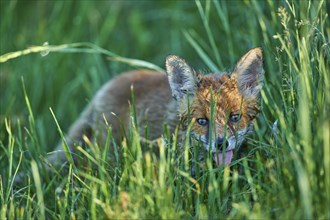 Red fox (Vulpes vulpes), young in meadow, morning dew, Hesse, Germany, Europe