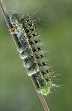 Small Emperor Moth (Saturnia pavonia) caterpillar (Eudia pavonia), France, Europe