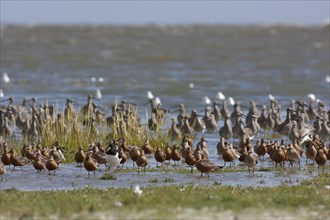 Bar-tailed Godwit (Limosa lapponica), mixed resting troop in the mudflats, Lower Saxony Wadden Sea