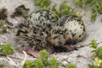 Common Tern (Sterna hirundo), newly hatched young bird, jumper, young bird, nest with two eggs and